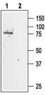 CLC-5 Polyclonal Antibody