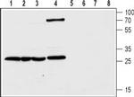 CLIC1 Antibody in Western Blot (WB)