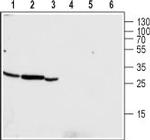 CLIC4 Antibody in Western Blot (WB)