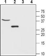 CLIC5 Polyclonal Antibody