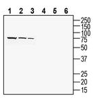 PACC1/TMEM206 (extracellular) Antibody in Western Blot (WB)