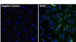 Aconitase 2 Antibody in Immunocytochemistry (ICC/IF)