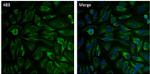 Aconitase 2 Antibody in Immunocytochemistry (ICC/IF)