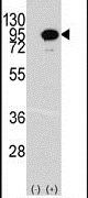 Aconitase 2 Antibody in Western Blot (WB)
