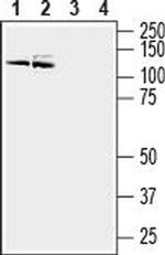 PMCA3 Antibody in Western Blot (WB)