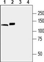 SERCA3 Antibody in Western Blot (WB)