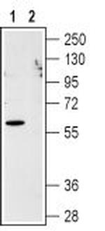 CXCR1 (extracellular) Polyclonal Antibody