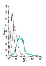 CXCR4 (extracellular) Antibody in Flow Cytometry (Flow)