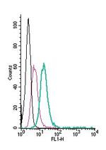 CXCR4 (extracellular) Antibody in Flow Cytometry (Flow)