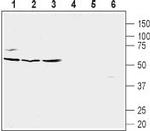 CXCR5 (extracellular) Antibody in Western Blot (WB)