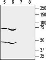 GPR55 (extracellular) Polyclonal Antibody