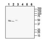 CCR2 (extracellular) Antibody in Western Blot (WB)