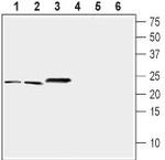 NCS1 Antibody in Western Blot (WB)