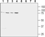 Calnexin Antibody in Western Blot (WB)