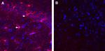 IBA1/AIF1 Antibody in Immunohistochemistry (Frozen) (IHC (F))