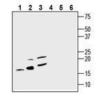 IBA1/AIF1 Antibody in Western Blot (WB)