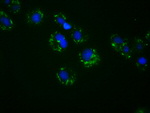 ACSBG1 Antibody in Immunocytochemistry (ICC/IF)