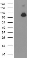 ACSS2 Antibody in Western Blot (WB)