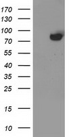 ACSS2 Antibody in Western Blot (WB)