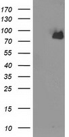 ACSS2 Antibody in Western Blot (WB)