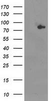 ACSS2 Antibody in Western Blot (WB)