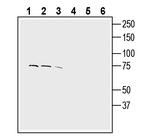 CTL1 (SLC44A1) (extracellular) Antibody in Western Blot (WB)