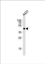 Actin Antibody in Western Blot (WB)