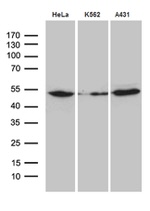 ACTR3 Antibody in Western Blot (WB)