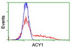 ACY1 Antibody in Flow Cytometry (Flow)