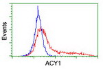 ACY1 Antibody in Flow Cytometry (Flow)