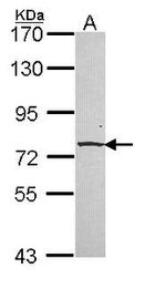 ADAM12 Antibody in Western Blot (WB)