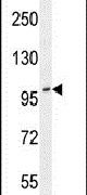 ADAMTS10 Antibody in Western Blot (WB)