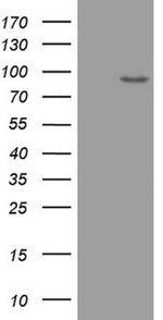 ADAMTS4 Antibody in Western Blot (WB)