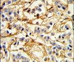 Adenylate Cyclase 7 Antibody in Immunohistochemistry (IHC)