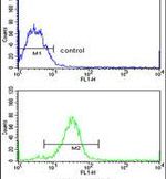 Adenylate Cyclase 7 Antibody in Flow Cytometry (Flow)