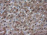 ADH1B Antibody in Immunohistochemistry (Paraffin) (IHC (P))