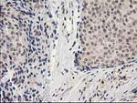 ADH1B Antibody in Immunohistochemistry (Paraffin) (IHC (P))