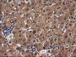 ADH1B Antibody in Immunohistochemistry (Paraffin) (IHC (P))