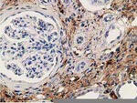ADH1B Antibody in Immunohistochemistry (Paraffin) (IHC (P))