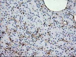 ADH1B Antibody in Immunohistochemistry (Paraffin) (IHC (P))