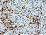 ADH1B Antibody in Immunohistochemistry (Paraffin) (IHC (P))