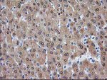 ADH1B Antibody in Immunohistochemistry (Paraffin) (IHC (P))