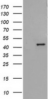 ADH1B Antibody in Western Blot (WB)