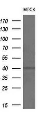 ADH1B Antibody in Western Blot (WB)