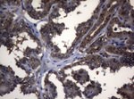 ADH5 Antibody in Immunohistochemistry (Paraffin) (IHC (P))