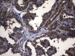 ADH5 Antibody in Immunohistochemistry (Paraffin) (IHC (P))