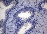 ADH5 Antibody in Immunohistochemistry (Paraffin) (IHC (P))