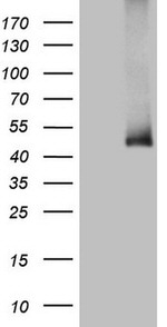ADH5 Antibody in Western Blot (WB)