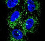 ADH7 Antibody in Immunocytochemistry (ICC/IF)