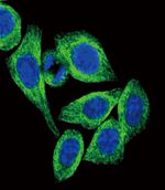 Adiponectin Receptor 2 Antibody in Immunocytochemistry (ICC/IF)